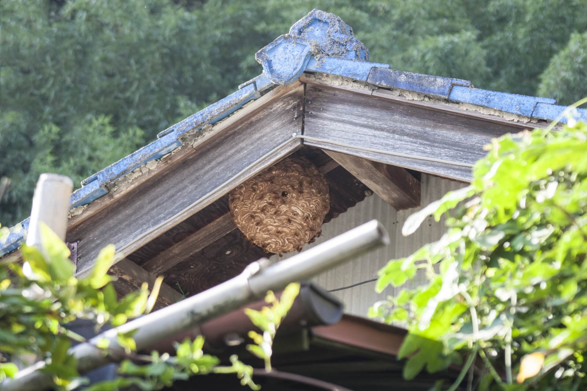 蜂の巣のイメージ画像