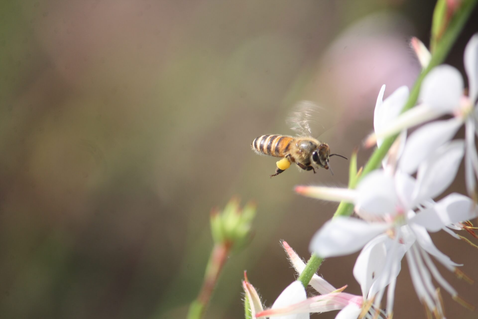 ミツバチの画像